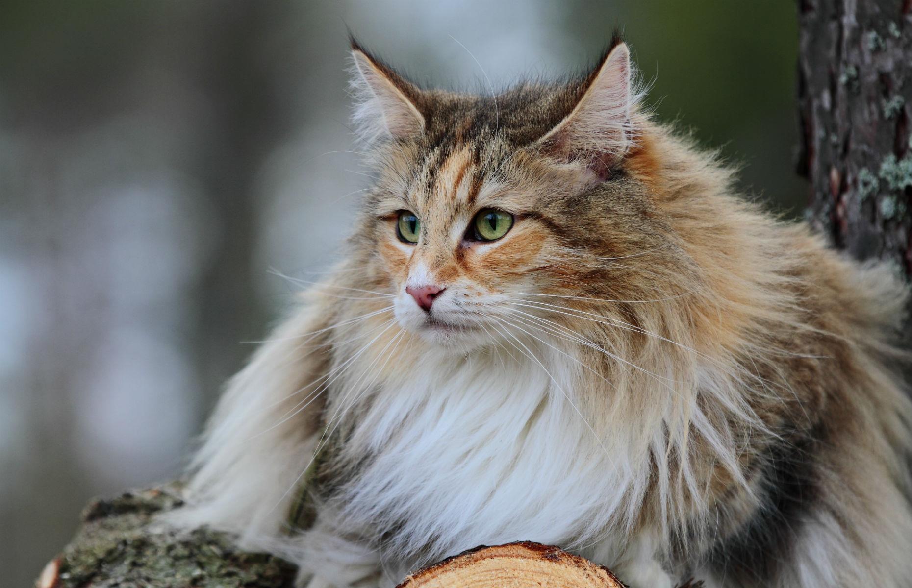 Norwegian Forest Cat: $800-$1,500 (£676-£1.3k)